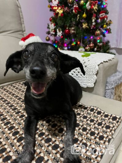Homenagem da Funerais Pet a cachorrinha Preta nina -