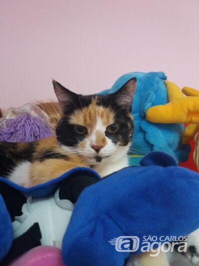 Homenagem da Funerais Pet a gatinha Nina -