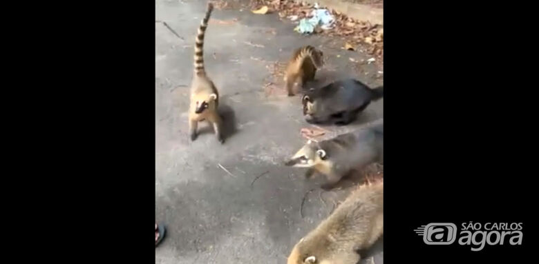 Bando de quatis é flagrado em mata no Jardim Tangará; veja o vídeo -