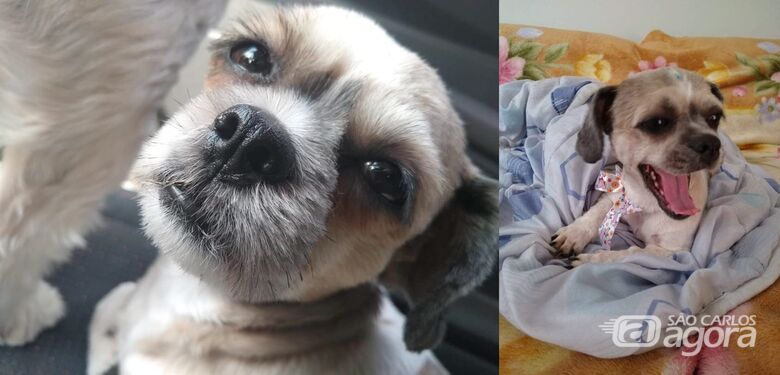 Cachorrinha Lorena desaparece na região da Vila Tamoio em Ibaté -
