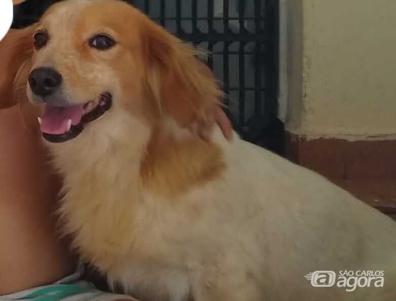 Cachorrinha Keity desaparece na região do Centreville -