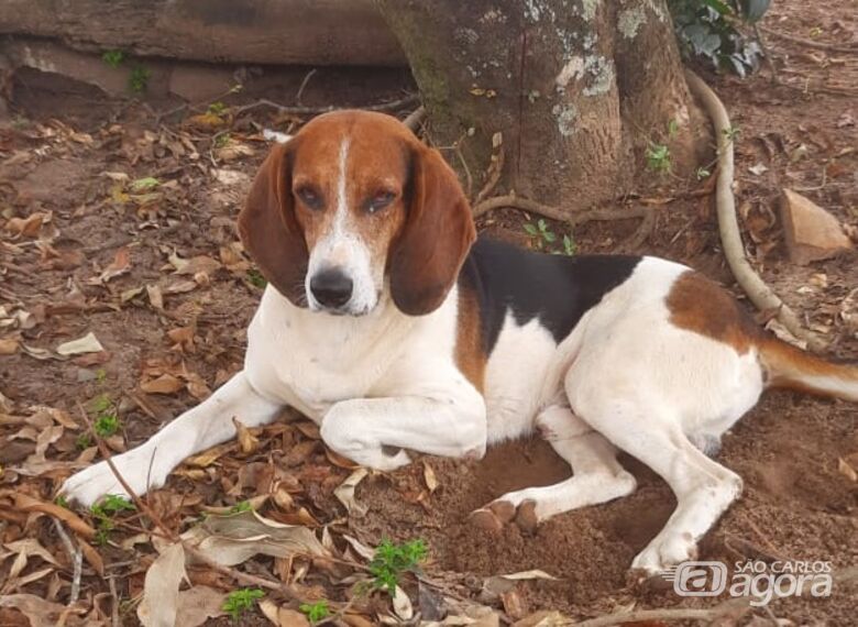 Cachorro Americano desaparece na região da rodovia Paulo Lauro -