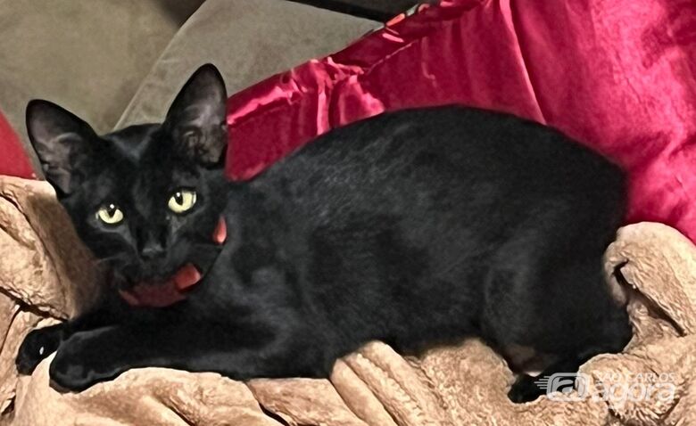 Gatinho Cisco desaparece na região do Maria Stella Fagá -