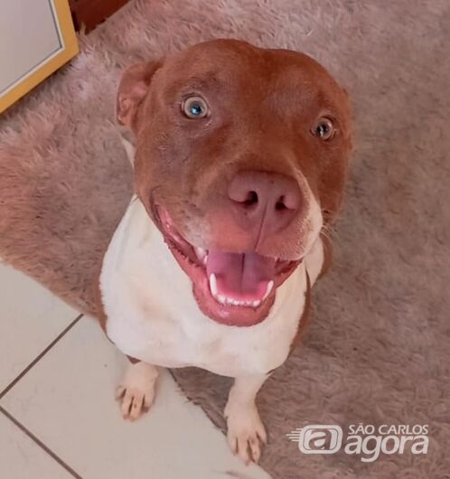 Cachorro Tobias desaparece na região do Planalto Verde - 