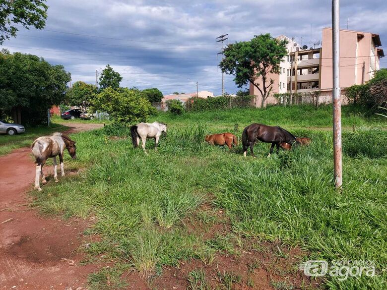 Todos os animais foram recolhidos ao Posto Zootécnico Municipal, onde passam por avaliação médica veterinária - Crédito: Divulgação