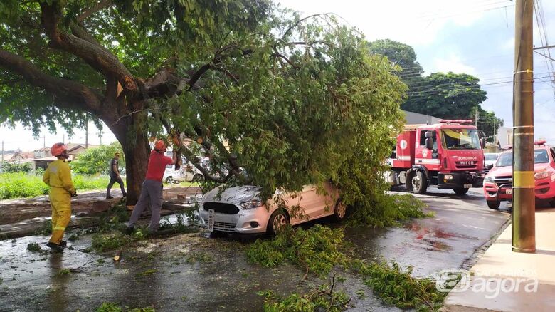 Galho despencou em cima de um Ford KA: somente danos materiais - Crédito: Maycon Maximino