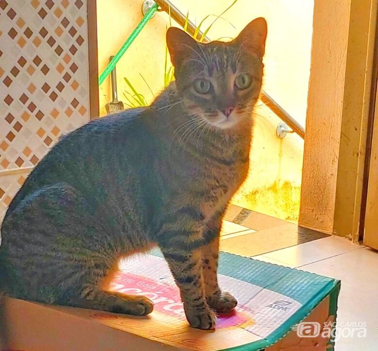 Gatinha Claudia desaparece na região da Vila Nery -
