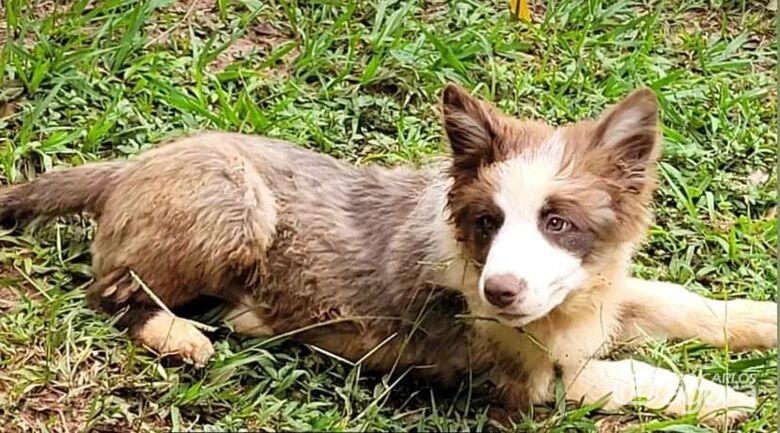 Cachorro Jack desaparece na região do Val Paraíso -