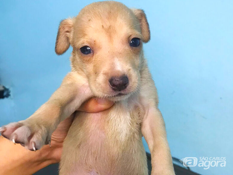 Cãozinho está para adoção - Crédito: divulgação
