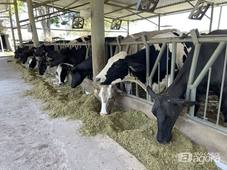 Trabalho das empresas proporciona aos produtores acesso aos dados que são referência em indicadores de eficiência hídrica para o consumo de água de vacas - Crédito: Juliana Sussai