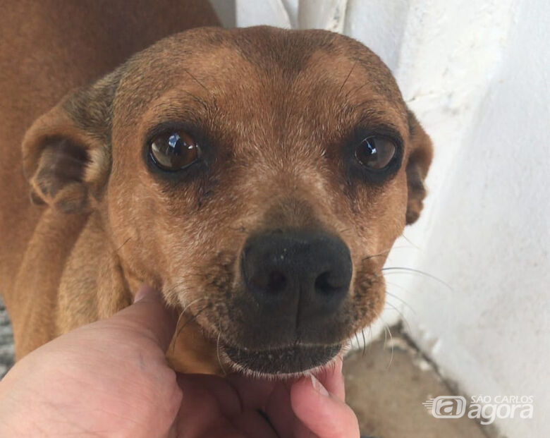 Homenagem da Funerais Pet à cachorrinha Barbie -
