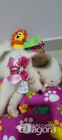 Homenagem da Funerais Pet à cachorinha Iris -