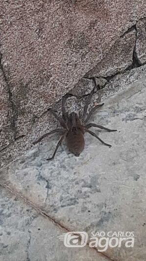 Aranha capturada por moradora: grande susto - Crédito: Divulgação