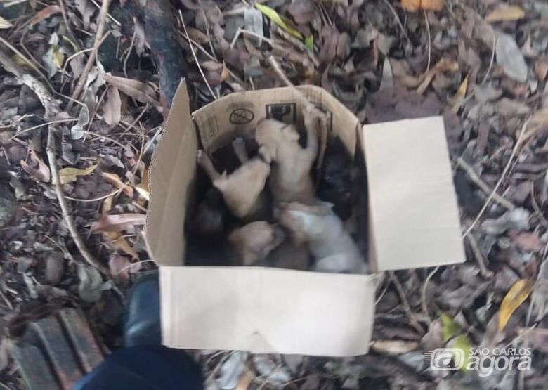 Pequenos animais estavam em uma caixa de papelão - Crédito: Divulgação