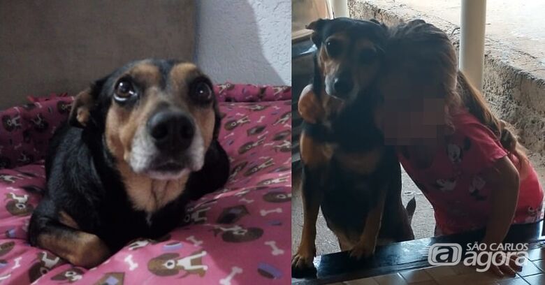 Cachorrinha Belinha desaparece na região do Astolpho Luis do Prado - 