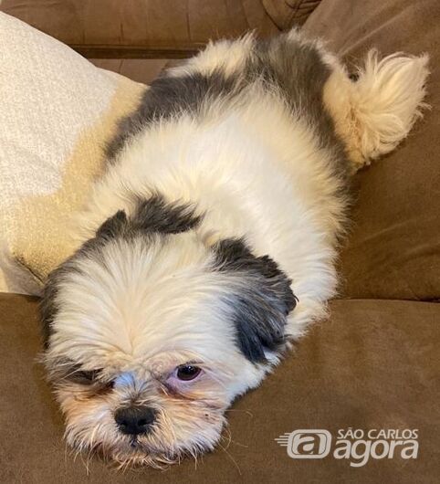 Cachorrinho Dudu desaparece na região do Embaré -