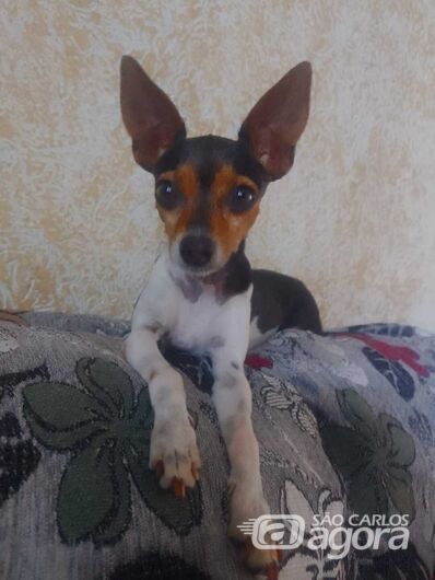Cachorrinha Thula desaparece na região do Aracy 2 -