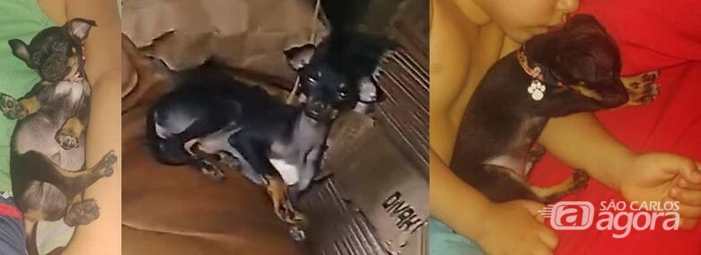 Cachorrinho Capitão desaparece na região do Santa Angelina -