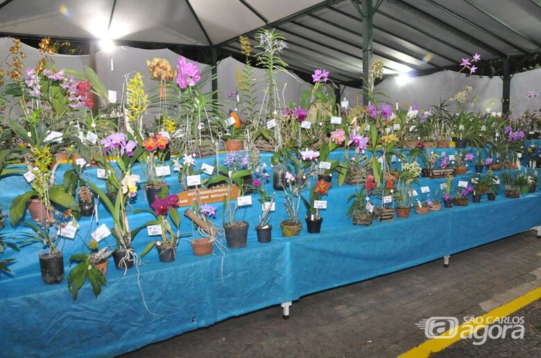 Exposição de orquídeas começa nesta sexta-feira (21) em São Carlos -