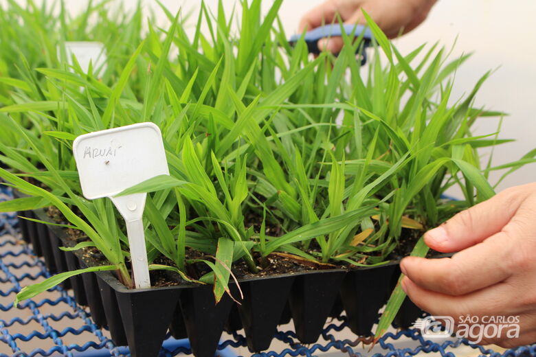 Diversidade genética mantido na Embrapa São Carlos motivou estudar a viabilidade das cultivares para cobertura de solo - Crédito: Gisele Rosso