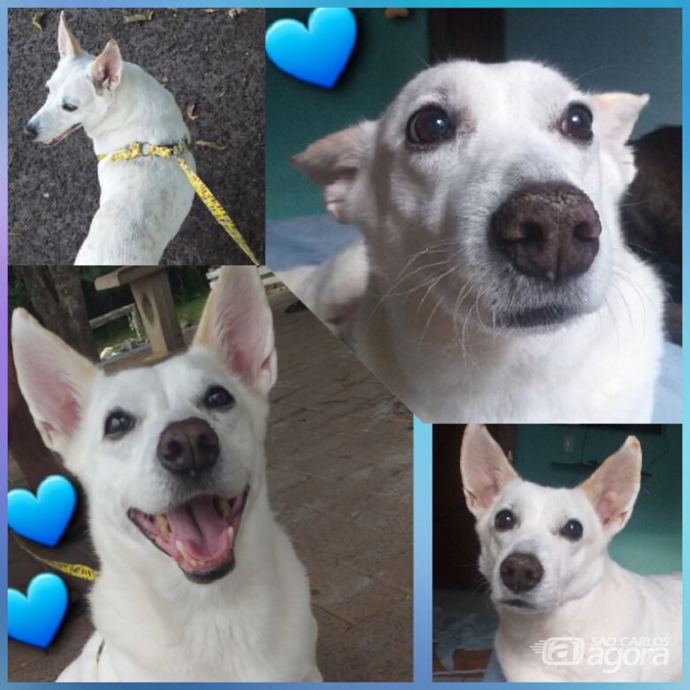 Homenagem da Funerais Pet ao cachorrinho Rabito - 