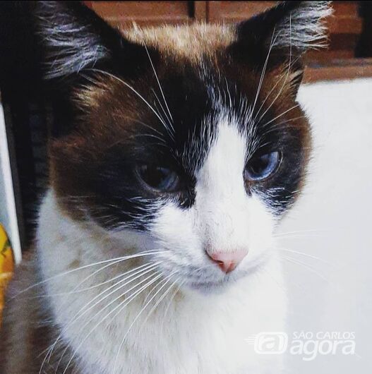 Homenagem da Funerais Pet ao gato Simba -