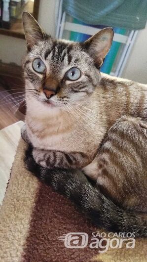 Homenagem da Funerais Pet ao gatinho Muke -