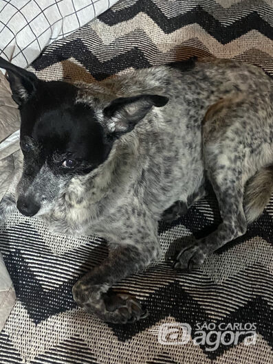 Cachorrinha Nina desaparece na região do Santa Marta - 