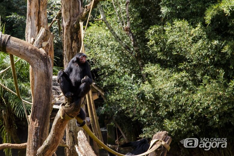 Parque Ecológico realiza caça aos ovos no domingo de Páscoa - Crédito: Divulgação