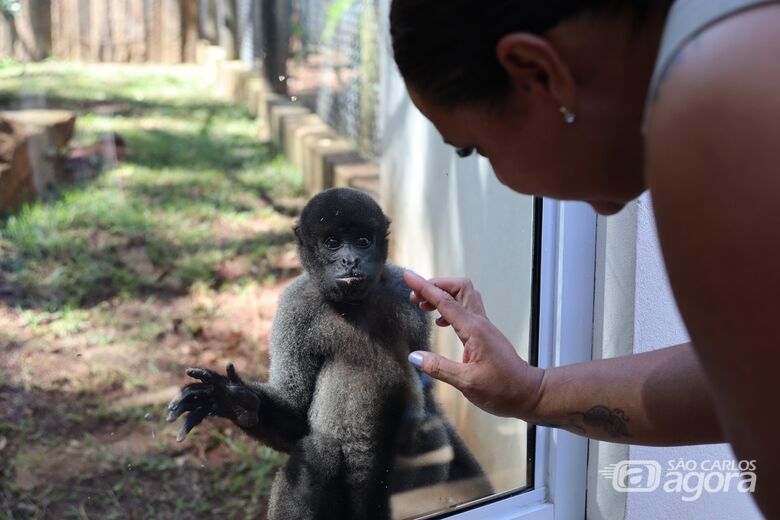 Cada recinto possui ambientação própria para a espécie, local para abrigo e um espaço fechado - Crédito: Divulgação
