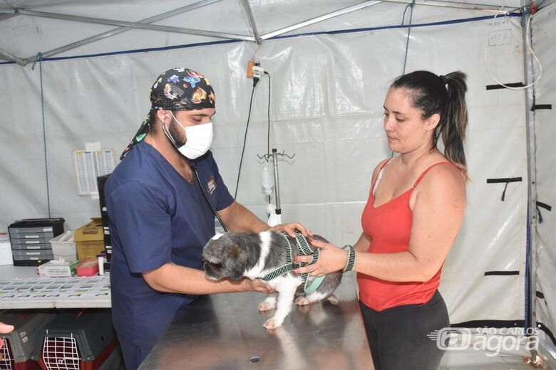 Mutirão castra 335 animais no Jockey Club - Crédito: Divulgação