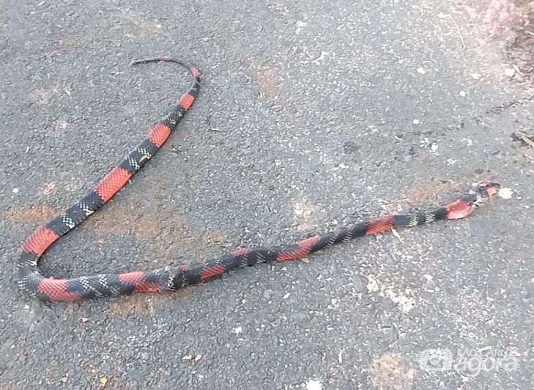 Cobra é encontrada no Jardim de Cresci -