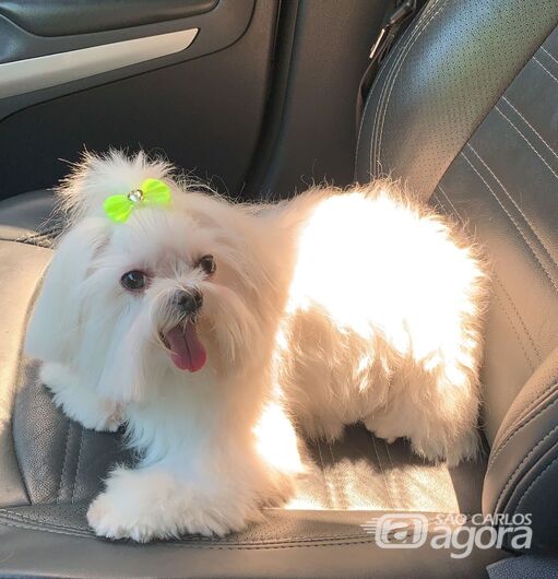 Homenagem da Funerais Pet a cachorrinha Cristal -
