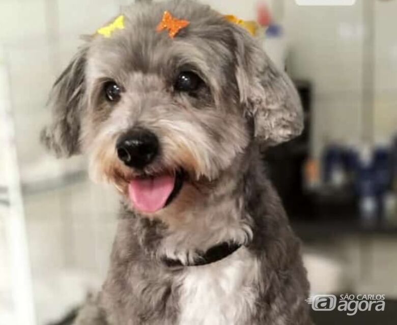 Homenagem da Funerais Pet a cachorrinha Kiara -