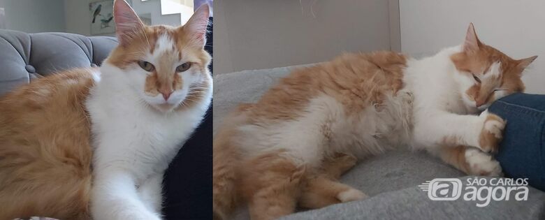 Gatinho Bolinha desaparece na região do Aracy -