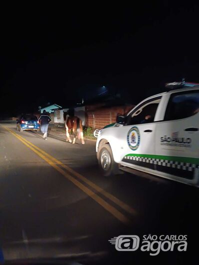 Cavalo foi recuperado pela equipe Ambiental da GM - Crédito: Divulgação