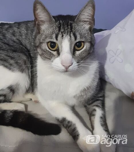 Gatinho Raj desaparece na região do Douradinho -