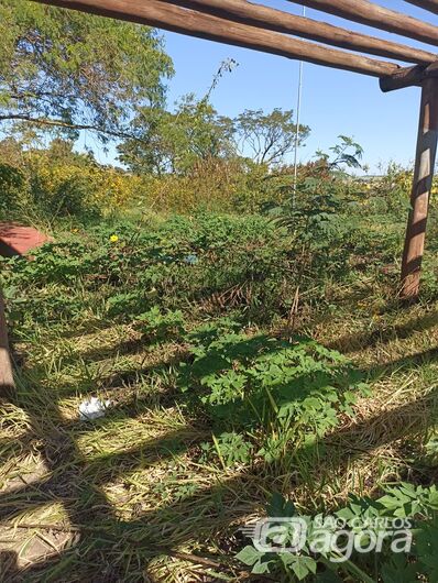 Parque com mato alto gera reclamação no Monte Carlo - Crédito: Whatsapp SCA - 99963-6036