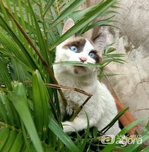 Gatinho Peludinho desaparece na região do Aracy 2 -
