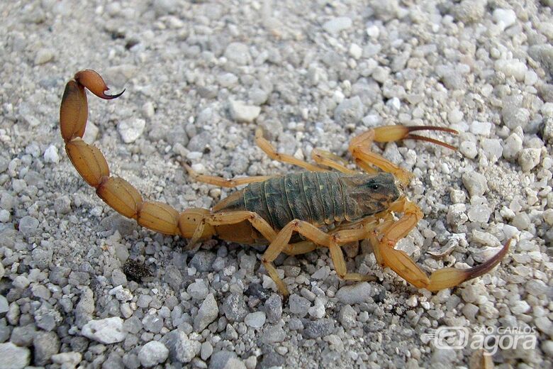 Escorpião - Crédito: divulgação