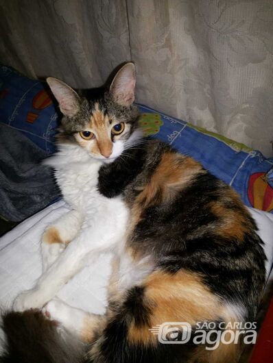 Homenagem da Funerais Pet a gatinha Sofia -