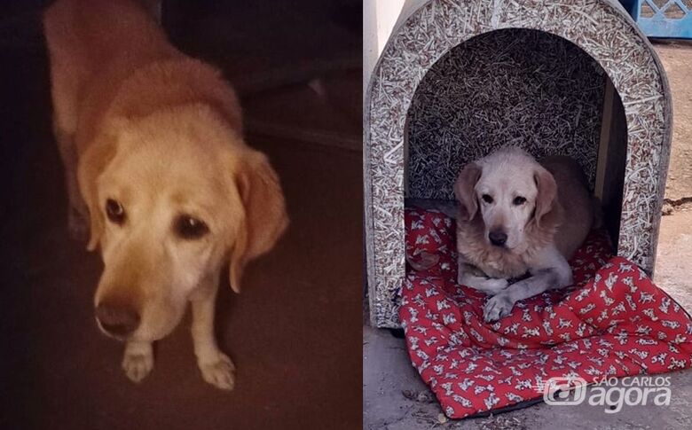 Procura-se cachorro Rex que desapareceu na região da Vila Isabel -