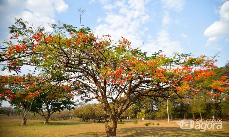 Árvore florida na primavera - Crédito:  Marcello Casal jr/Agência Brasil