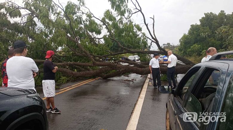 Árvore cai e interdita a rodovia SP-318, em São Carlos - Crédito: Whatsapp SCA - 99963-6036