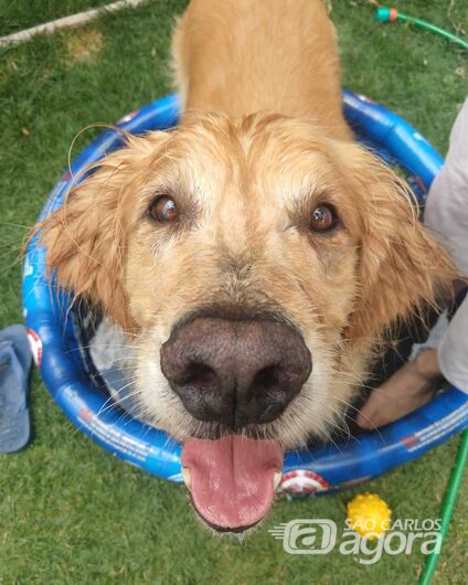 Homenagem da Funerais Pet ao cachorrinho Theo -