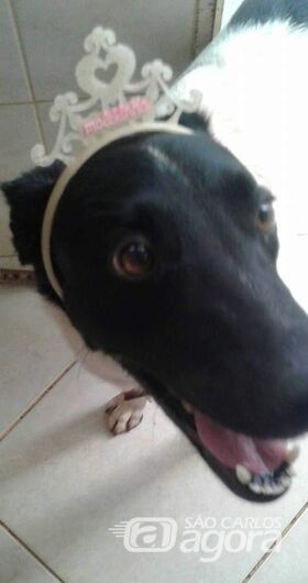 Homenagem da Funerais Pet a cachorrinha Lili - Crédito: Divulgação