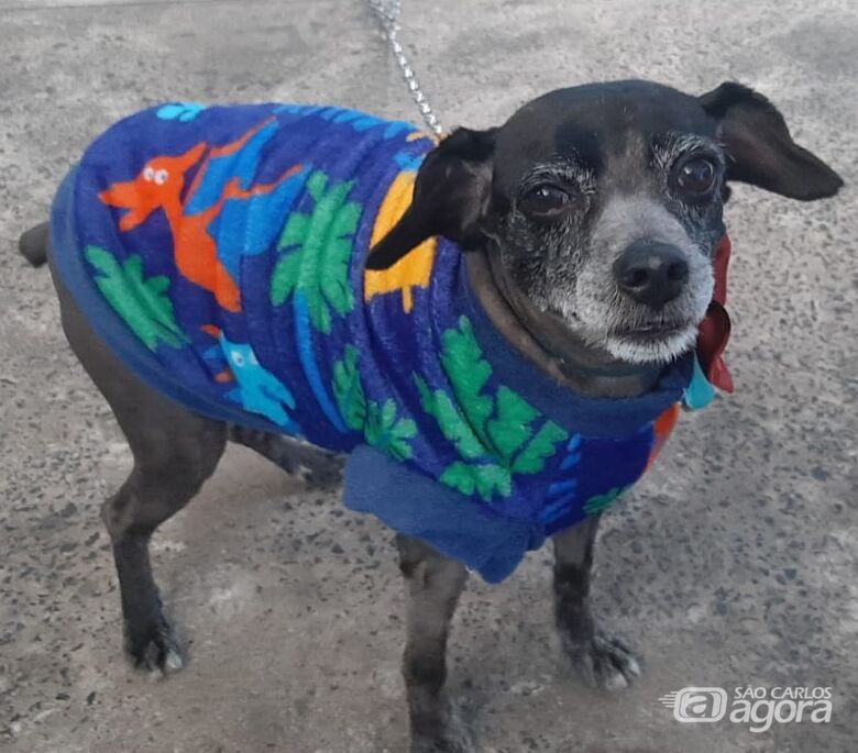 Homenagem da Funerais Pet ao cachorrinho Pipoca -