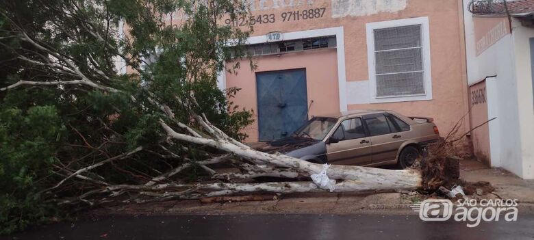 Árvore caiu na rua Luis Bertollo, Vila São José - Crédito: Whatsapp SCA