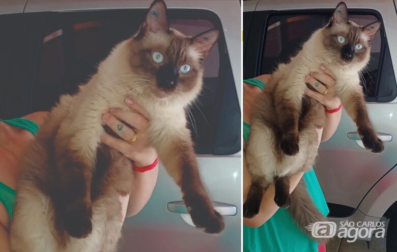 Gatinho Chokito desaparece no Centro -
