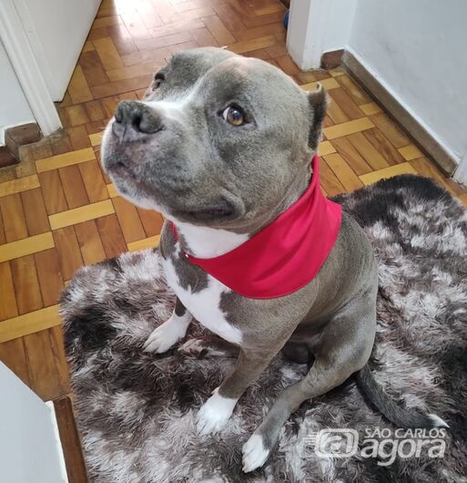 Homenagem do Grupo Santa Cruz ao pet Zeus -